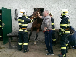 Kůň se zasekl v okně. Vyprostili ho až hasiči