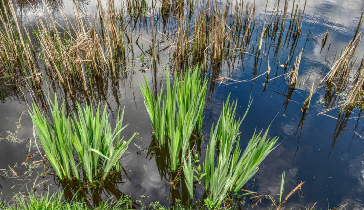 Seniorka spadla do rybníku, na břeh ji podchlazenou vytáhla až hlídka policie