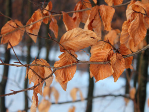 POČASÍ NA ÚTERÝ: Vysoké teploty, odpoledne a k večeru může pršet