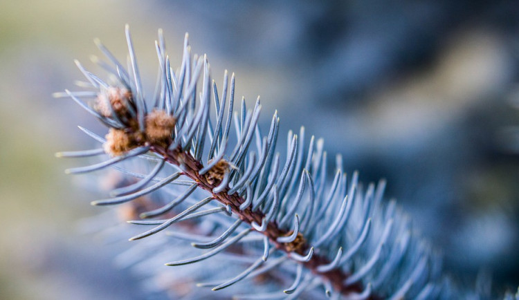 ilustrační fotografie