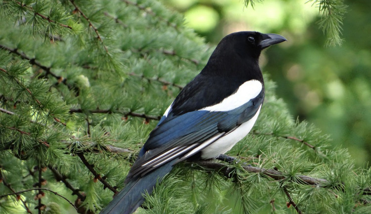 Na ptačí burze kradl jako straka, přišel si na víc než dvacet tisíc