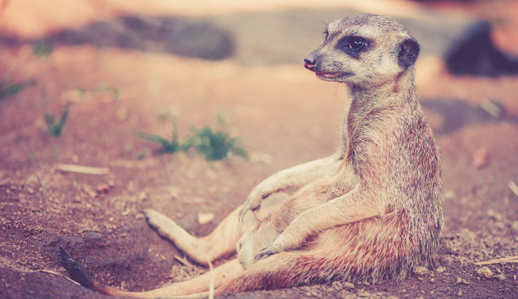 Návštěvníci olomoucké zoo budou sčítat zvířata, oblíbená Zooinventura je zase tady