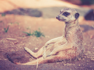 Návštěvníci olomoucké zoo budou sčítat zvířata, oblíbená Zooinventura je zase tady