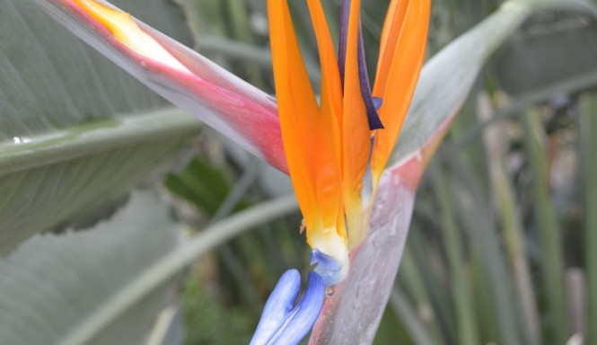 Nahlédněte do sbírkových skleníků na Floře. O víkendu se otevřou veřejnosti