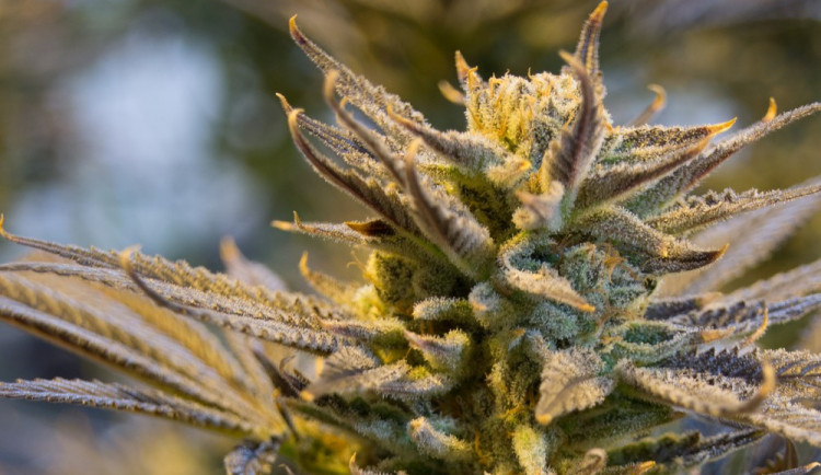 Zakouřil si marihuanu, vzal auto otci a proháněl se přerovskými ulicemi