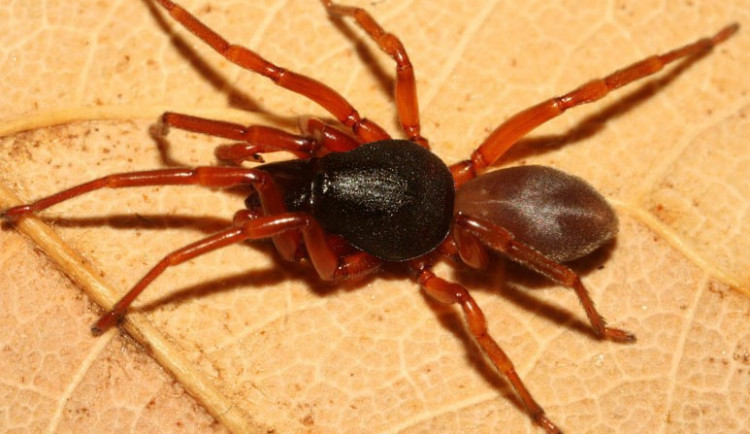 Šestiočka vidlozubá