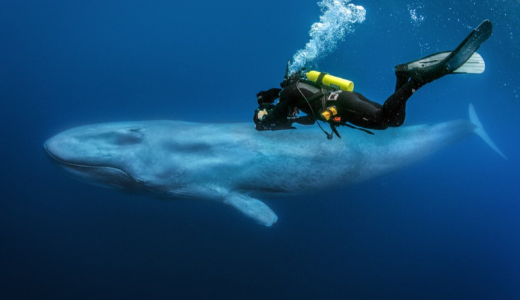 AFO do Metropolu vpustí Predátory 3D s dabingem Hynka Čermáka