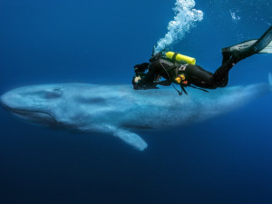 AFO do Metropolu vpustí Predátory 3D s dabingem Hynka Čermáka