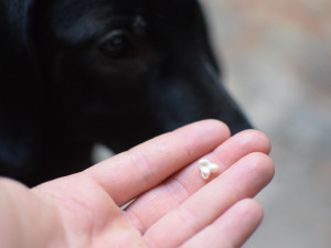 OLOMOUCKÝ ZÁPESNÍK #6: Zmlátil jsem psa, až mu vypadl zub