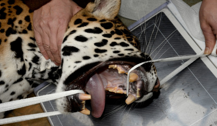 Jaguáří samice Inti z olomoucké zoo má problém se zuby. V přírodě by nepřežila, pod dohledem lékářů má šanci