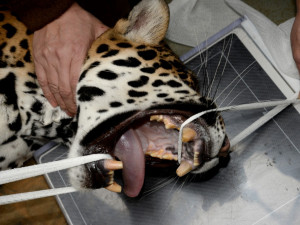 Jaguáří samice Inti z olomoucké zoo má problém se zuby. V přírodě by nepřežila, pod dohledem lékářů má šanci
