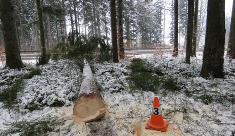 Muž skácel strom na cestu, kudy projíždělo auto. Řidič do kmenu narazil