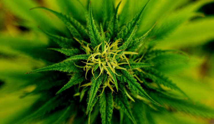 Pětadvacetiletý muž z Olomoucka distribuoval marihuanu. Může jít sedět až na pět let