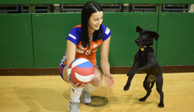 OLOMOUCKÝ ZÁPESNÍK #7: Reklamní pes