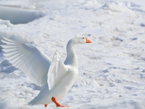 POČASÍ NA SOBOTU: Přes den polojasno, k večeru začne sněžit