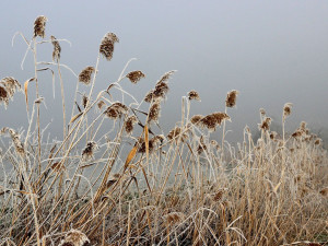 POČASÍ NA ÚTERÝ: Přes den bude oblačno, ráno se můžou vyskytnout mrznoucí mlhy