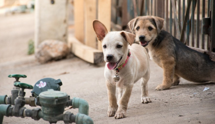Muž týral v rodinném domě třináct psů, dva z nich zemřeli