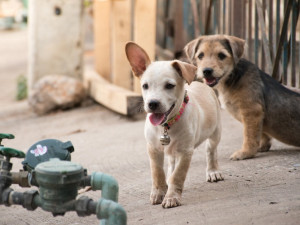 Muž týral v rodinném domě třináct psů, dva z nich zemřeli