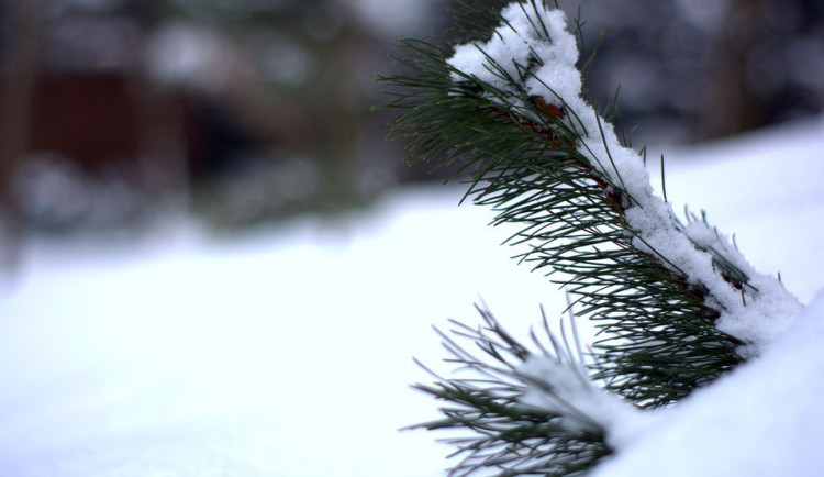 ilustrační fotografie