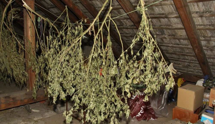 Muž si pěstoval konopí pro sebe i na kšeft, může jít sedět až na pět let