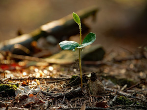POČASÍ NA SOBOTU: Teploty kolem desítky, dopoledne může slabě zapršet