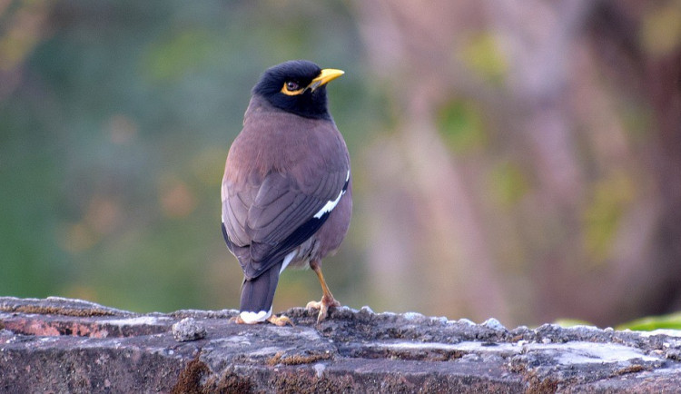 POČASÍ NA NEDĚLI: Dnes bude až šestnáct stupňů