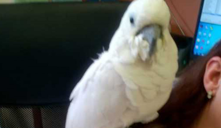 V olomoucké nemocnici létal kakadu, v kolejišti na Sladovní běhali toulaví psi