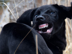 OLOMOUCKÝ ZÁPESNÍK #10: Vzteklý pes napadal bezbranné turisty