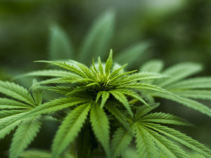 Olomoučtí celníci našli v dodávce u Kojetína tři kila marihuany