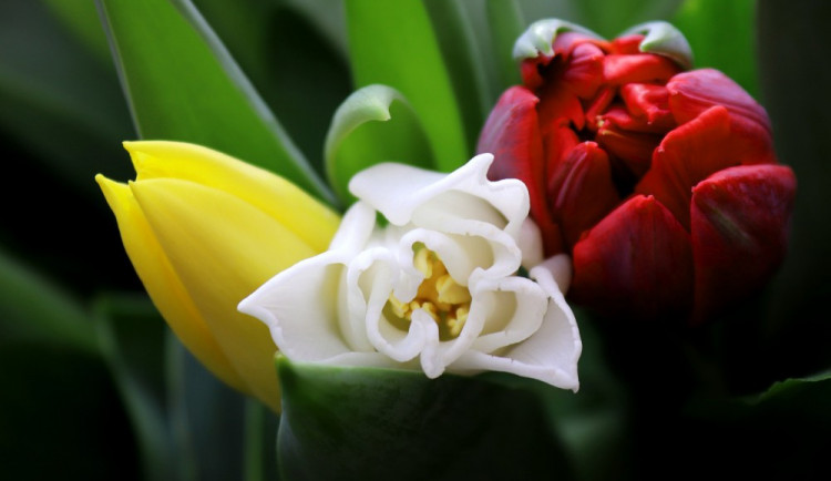Flora slaví 60! Jarní etapu bude provázet symbolika narozeninové kytice