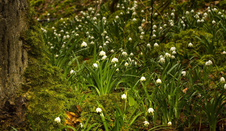 Dnes je první jarní den a nastává rovnodennost