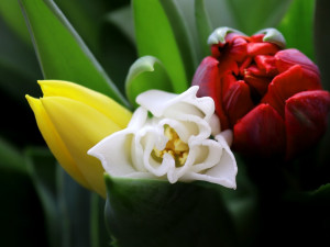 Flora slaví 60! Jarní etapu bude provázet symbolika narozeninové kytice