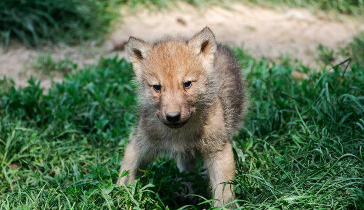 Olomoucká zoo přivítá jaro se spoustou mláďat