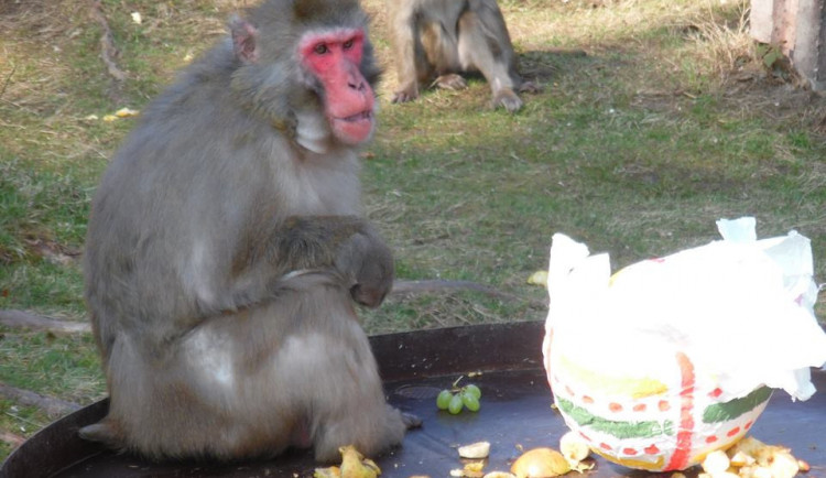 Zvířata ze Zoo Olomouc oslaví Velikonoce, dostanou malovaná vajíčka