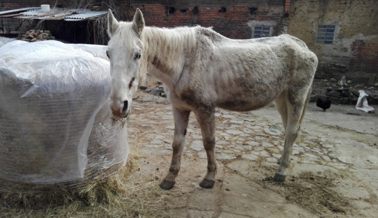 Chovatelka týrala koně, hrozí jí pokuta až půl milionu