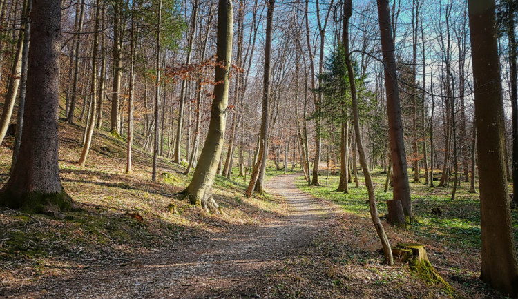 Zákaz vstupu platí do dalších lesů na Olomoucku