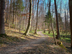 Zákaz vstupu platí do dalších lesů na Olomoucku