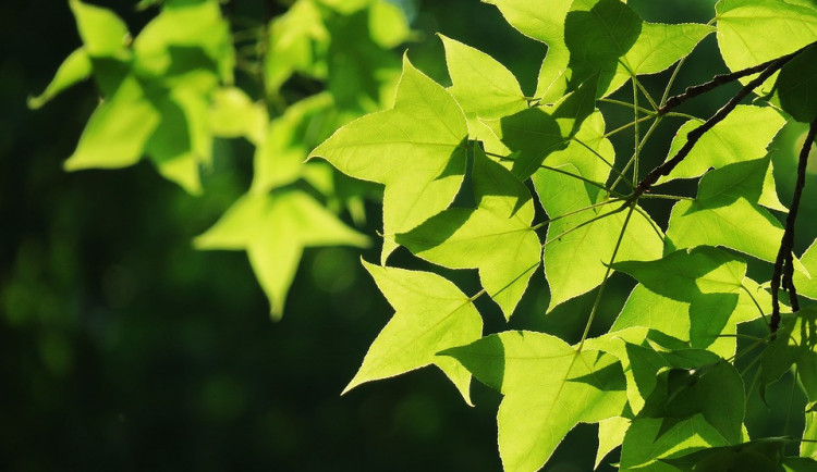 V olomouckých parcích půjde letos k zemi 160 nemocných stromů