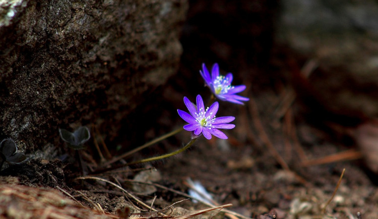 POČASÍ NA PÁTEK: Teploty se budou pohybovat kolem dvanácti stupňů
