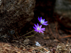 POČASÍ NA PÁTEK: Teploty se budou pohybovat kolem dvanácti stupňů