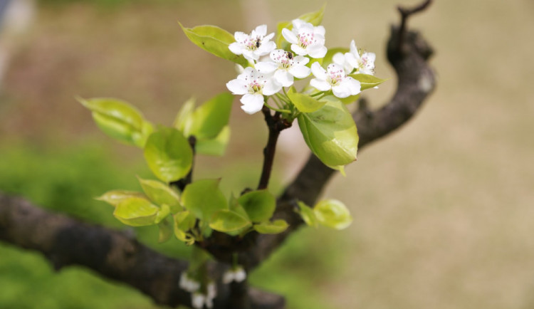 POČASÍ NA NEDĚLI: Čekáme oblačno a přeháňky