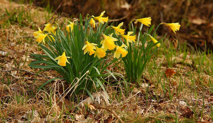 ilustrační fotografie