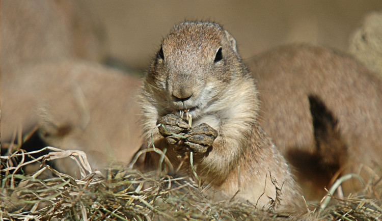ilustrační fotografie