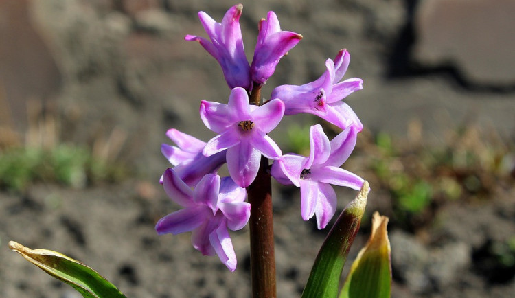 POČASÍ NA ÚTERÝ: Teploty kolem osmnácti stupňů, odpoledne můžou přijít přeháňky