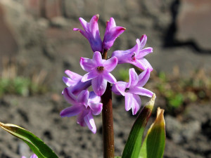 POČASÍ NA ÚTERÝ: Teploty kolem osmnácti stupňů, odpoledne můžou přijít přeháňky