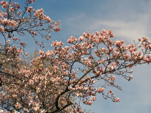 POČASÍ NA ČTVRTEK: Nejhůře polojasno a teploty nad dvacítkou