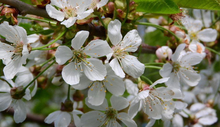 Na Korunní pevnůstce se bude konat Májová slavnost. Nabízí zamilovaný program