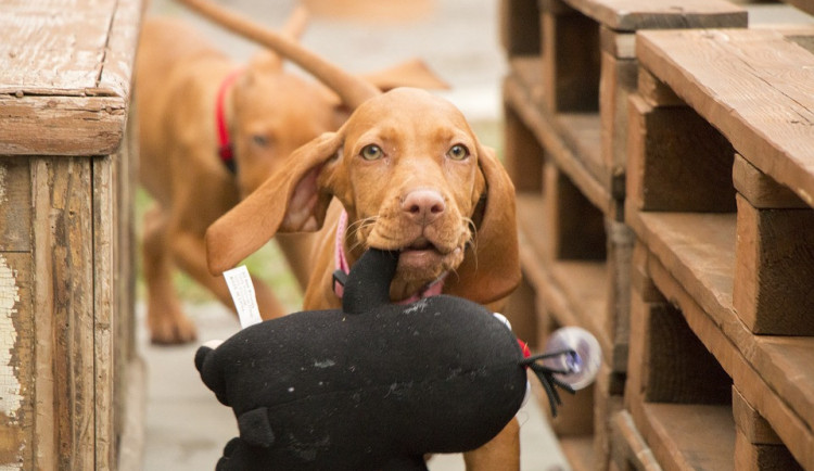 ilustrační fotografie