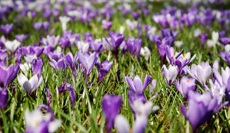 Dobrovolníci vysázeli na podzim 1500 krokusů, ty teď rozkvétají
