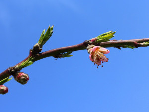POČASÍ NA NEDĚLI: Nejvyšší teploty až na 25 stupních